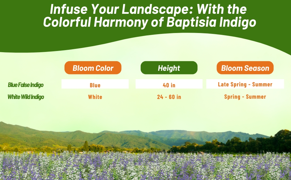 Indigo Blooom Season, Color, & Height Chart