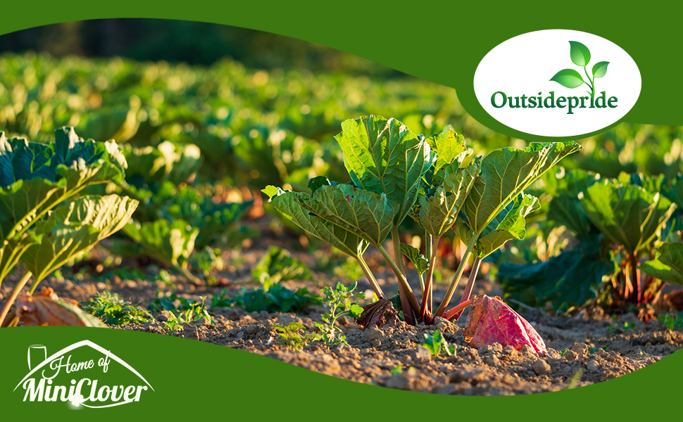 Rhubarb Vegetable Garden