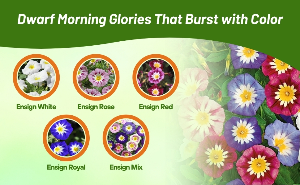 Varietieis of Convolvulus Tricolor Dwarf Morning Glory