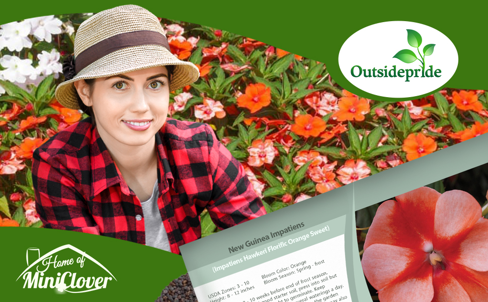 New Guinea Impatiens Orange Sweet