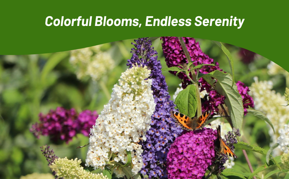 Colorful, Vibrant Blooms of Butterfly Bush Plants Grown From Seeds