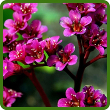 Bergenia Bright Red Blooms