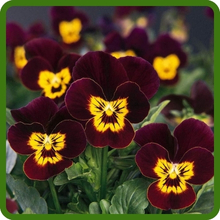 Viola Cold Hardy and Early Blooming