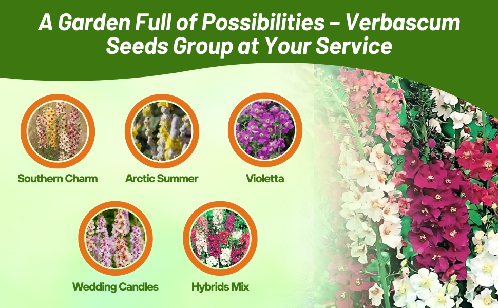 Varieties of Verbascum Mullein Plants