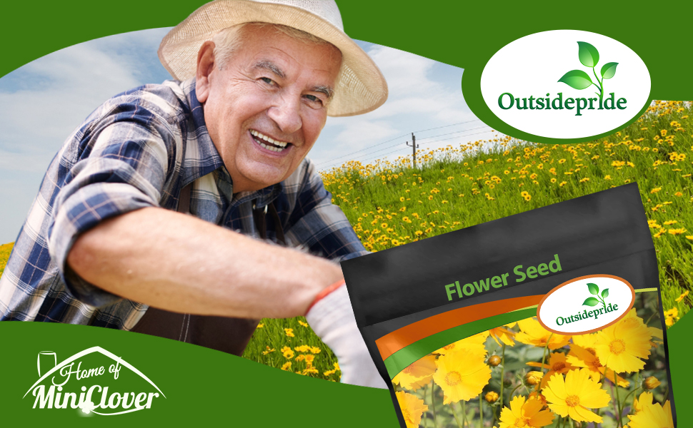 Lance Leaved Coreopsis Wildflower Meadow