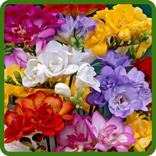 Blue, Pink, White, & Yellow Freesia Flowers