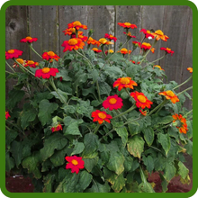 Fast Growing Tithonia Mexican Sunflower Red Torch