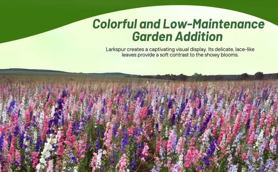 Low Maintenance Rocket Larkspur Flowers