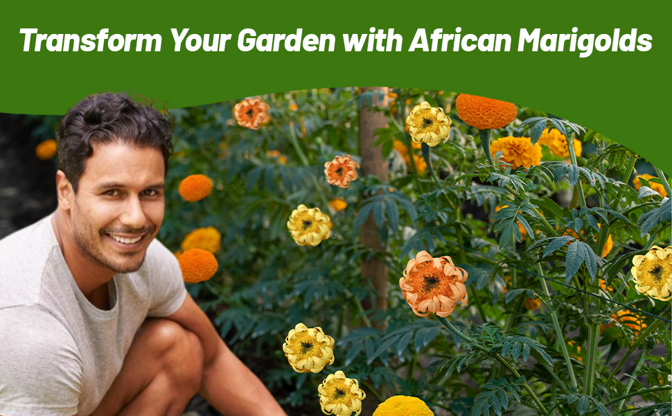 Man Transforming Garden in to Tagetes erecta African Marigold