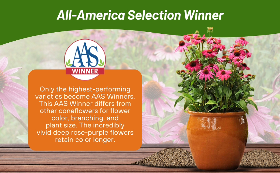 All American Selection Winner Echinacea Pow Wow Wild Berry Purple Coneflower