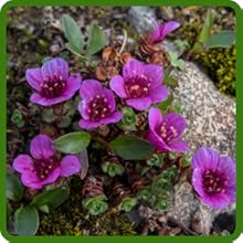 Saxifraga Compact Growth Habit