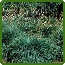 Koeleria glauca Blue Hair Ornamental Grass Growing in Poor Soil