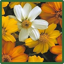 Zinnia Hybrida Star Flower Mixture