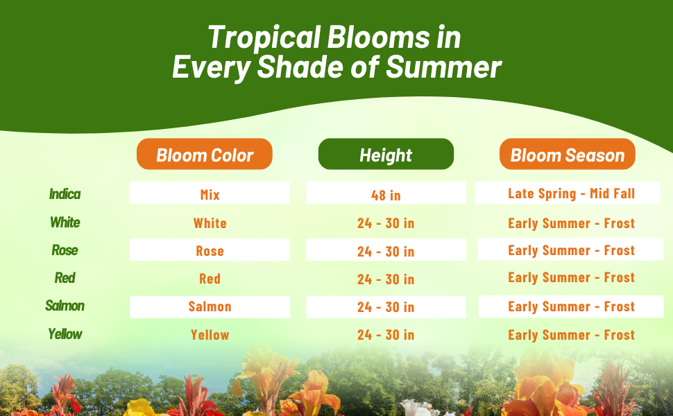 Canna Bloom Season, Color, & Height Chart For Plants