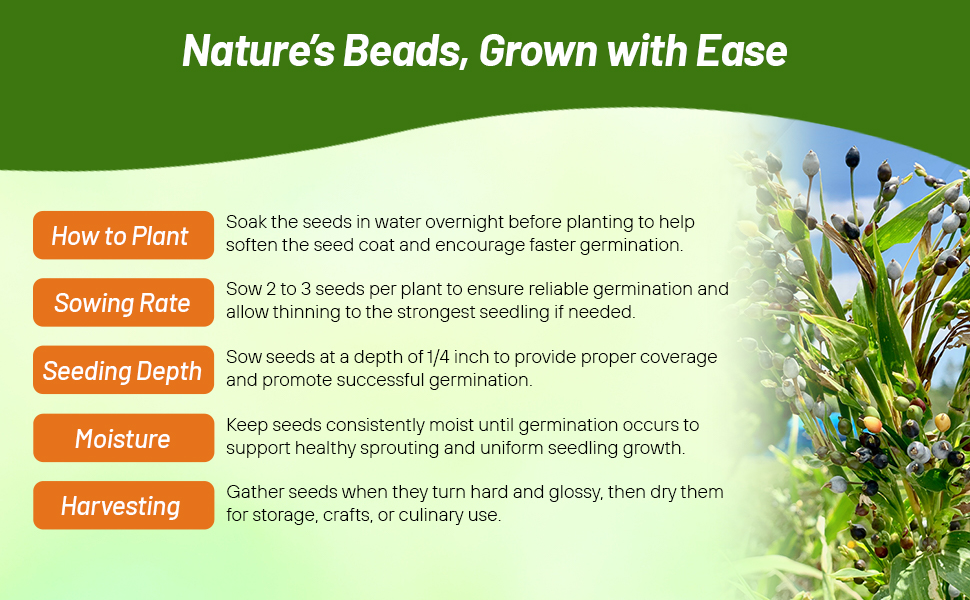 How to Plant, Sowing Rate, Seeding Depth, Planting Directions For Coix