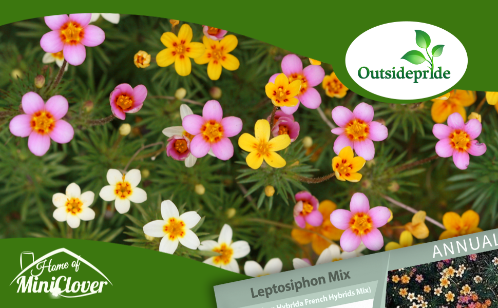 Leptosiphon Ground Cover Flower Seed Mixture