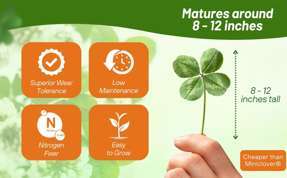Wear Tolerant White Dutch Clover Seed