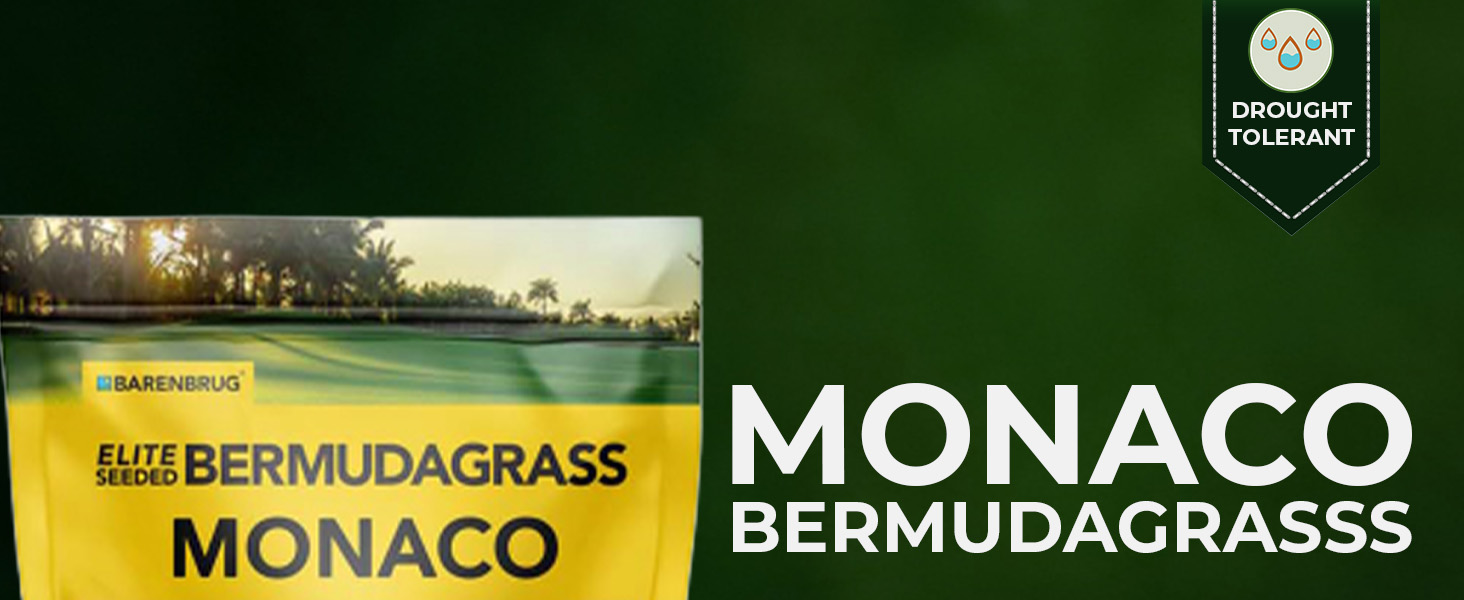 Monaco Bermuda