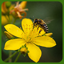Hypericum St. John