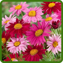 Low Maintenance Chrysanthemum Pyrethrum Robinson's