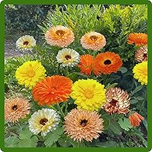 Calendula Long Lasting Blooms