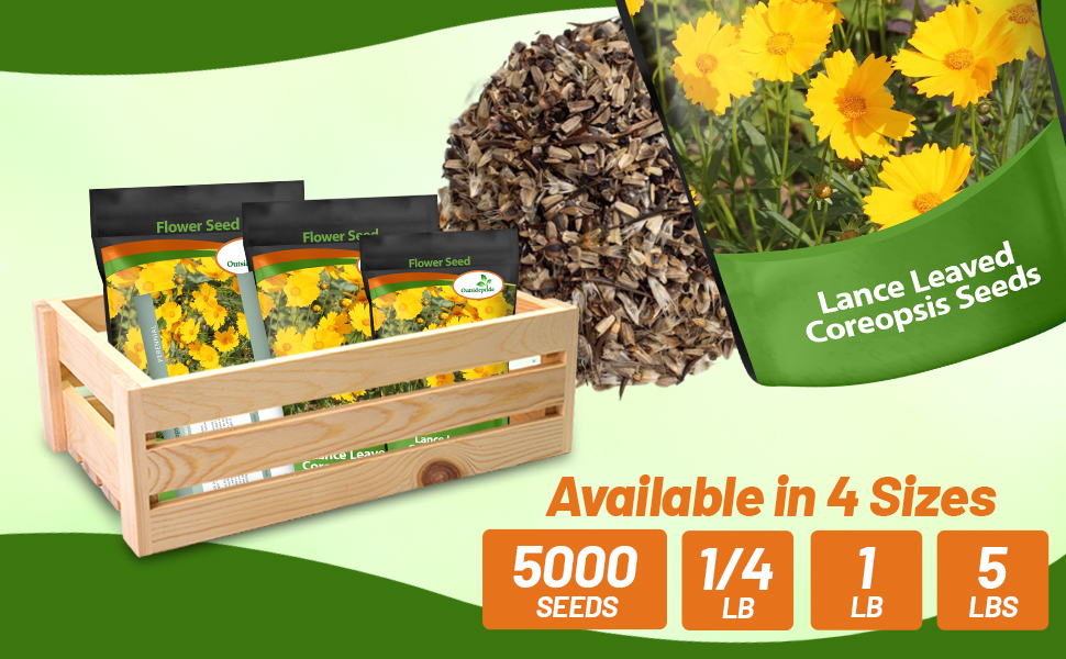 Lance Leaved Coreopsis Seed Bag For Planting