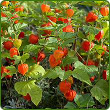 Chinese Lantern Plants
