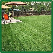 Hybrid Bluegrass High Germination & Establishment Rates