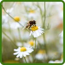 Pollinator Friendly Texas Oklahoma Wildflower Mixture