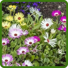 Full Sun Drought Tolerant Ice Plant