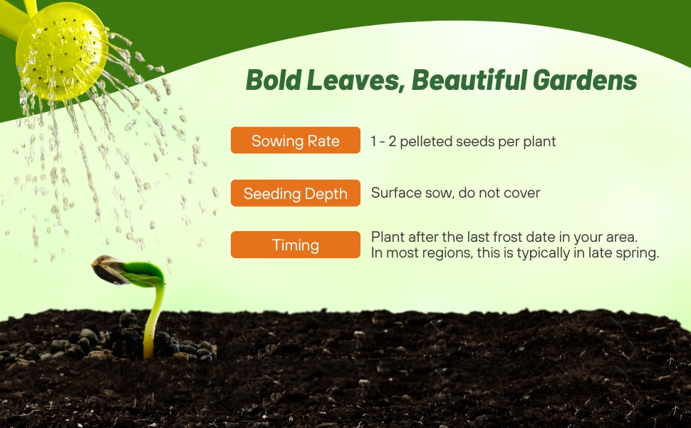 Planting Directions For Gryphon Begonia Flower Seeds