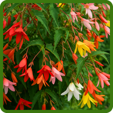 Long Blooming Season of Flowering Groovy Begonia