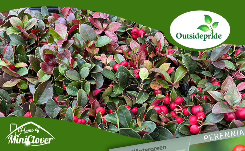 Wintergreen Ground Cover Plant Seeds
