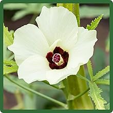 Flowering Okra