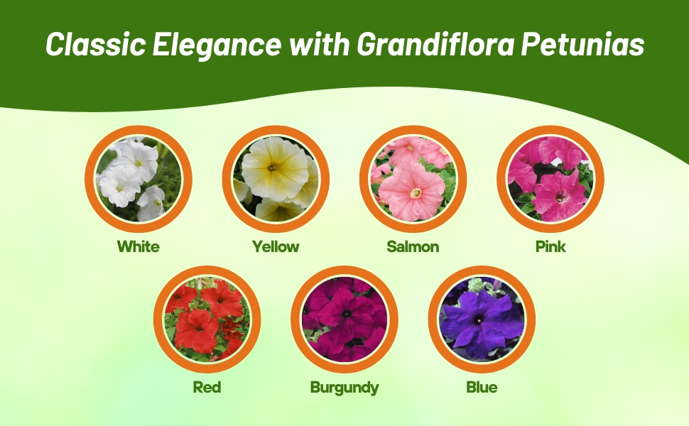 Varieties of Petunia Grandiflora Flowers