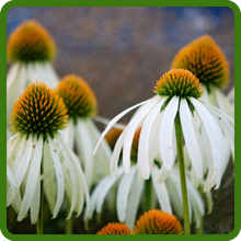 Echinacea White Swan Coneflower Daisy-like Flowers