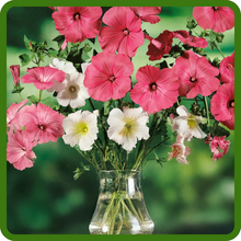 Rose Mallow For Cut Flower Arrangements