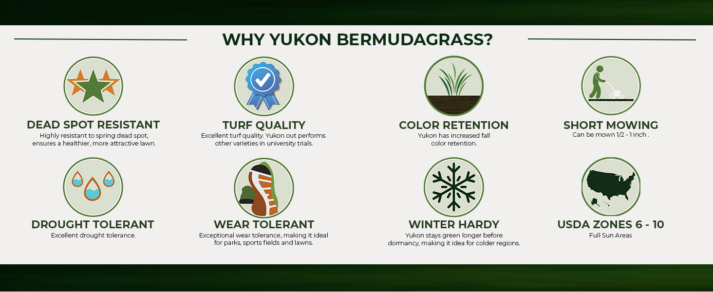 Yukon Cold Tolerant Warm Season Grass