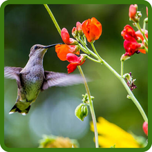 Scarlet Runner Bean Attracts Pollinators