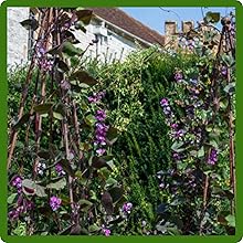 Easy To Grow Dolichos Lablab Seeds