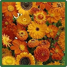 Vibrant Orange Color Flowers