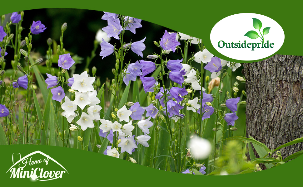 Blue & White Peach-leaved Bellflower Plants