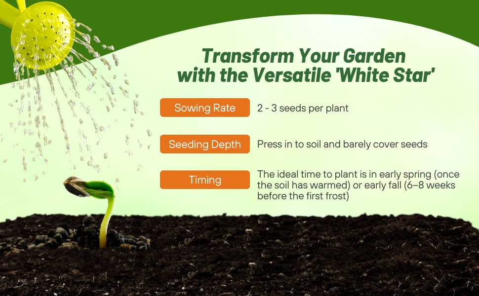 Planting Directions For Stokesia Flowers