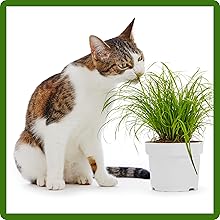 Cat Eating Cat Grarss Plant