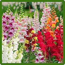 Antirrhinum Majus Snapdragon Flowers