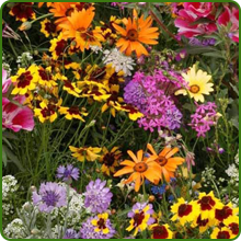 Diverse Flower Mixture of Low Growing Wildflowers