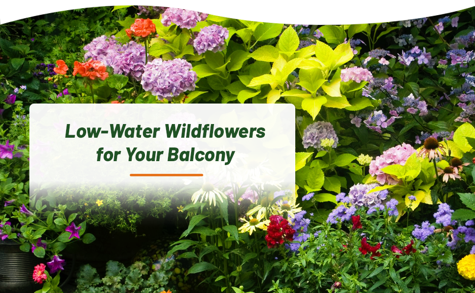 Water Conservation Balcony Wild Flower Seeds