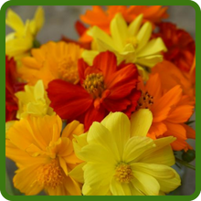 Low Maintenance Cosmos Sulphureus Wildflowers