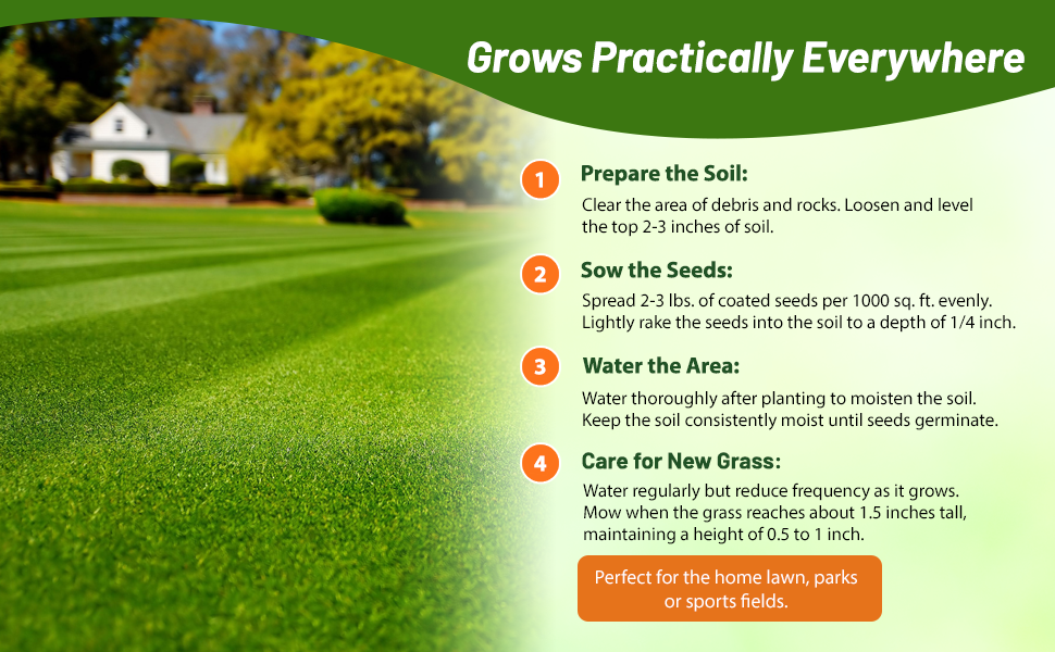 Maya Bermuda Lawn Grass Seed For Full Sun