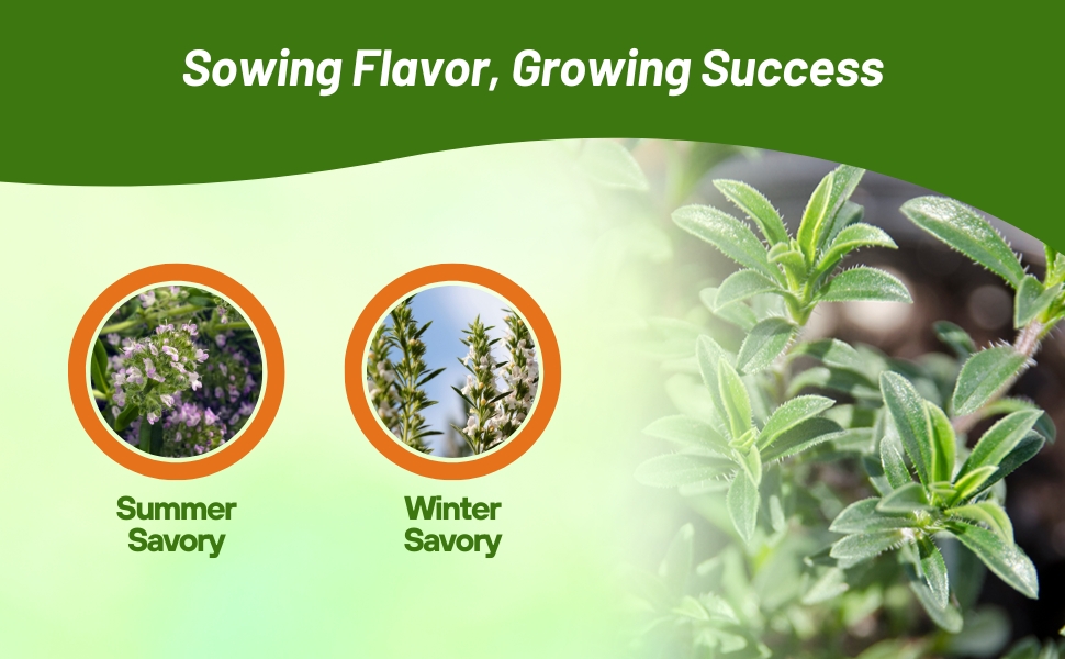 Summer & Winter Savory Herb Garden Plants